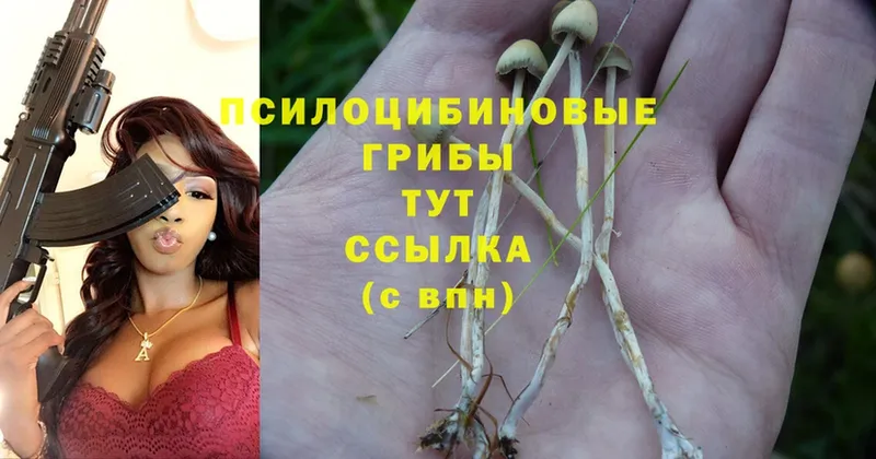 Галлюциногенные грибы Psilocybine cubensis  Дзержинский 